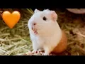 6 Signs Your Guinea Pig Loves You