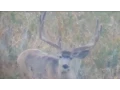 Big Wide Bucks - MonsterMuleys com