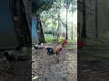 Wayah Esuk Jagone Kluruk || Rural Life With Nature #shorts #suasanapedesaan #naturelife
