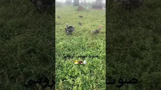 صوت موعد وضع بيض الرومي 