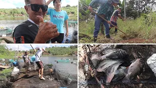 A VENDA DOS PEIXES ESTÁ INDO BEM + LIMPANDO (CARPINDO) A ROÇA DE PITAIA