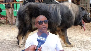 MBWA MKUBWA ANAYEUZWA MILIONI 30 ARUSHA AWA KIVUTIO MAONESHO YA NANE NANE 