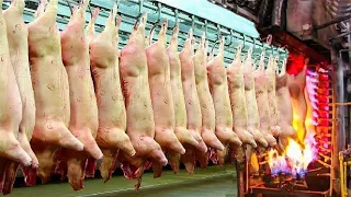 Download See How Amazing Pig Slaughterhouse Works - Pork Processing Process in Modern Factory MP3