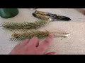 How to propagate evergreen trees from limb unions and cuttings