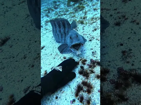 Attacked by a wolfish…