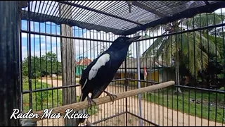 kacer gacor isian kenari