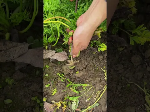 Pull up the carrots #satisfying