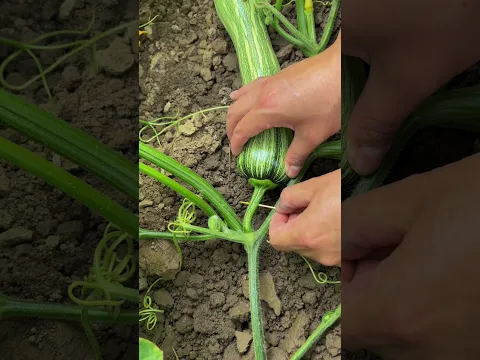 How to prevent pumpkins from rotting during the rainy season