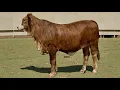 J J Cattle Co Replacement Heifer Online Auction