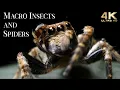 4K Insects Up Close with Amazing Insects World - Macro Insects TV Background