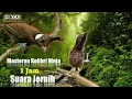 Download Lagu 1 Jam Non Stop ! Masteran Mewah Kolibri Ninja Full Tembakan