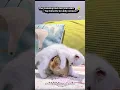 Download Lagu Bunny \u0026 Kitten Best Friends ❤️🐰🐱 | Cutest Duo Ever