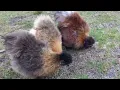 Partridge Silkie Bantam Chickens - cute and fluffy poultry really friendly pet chickens