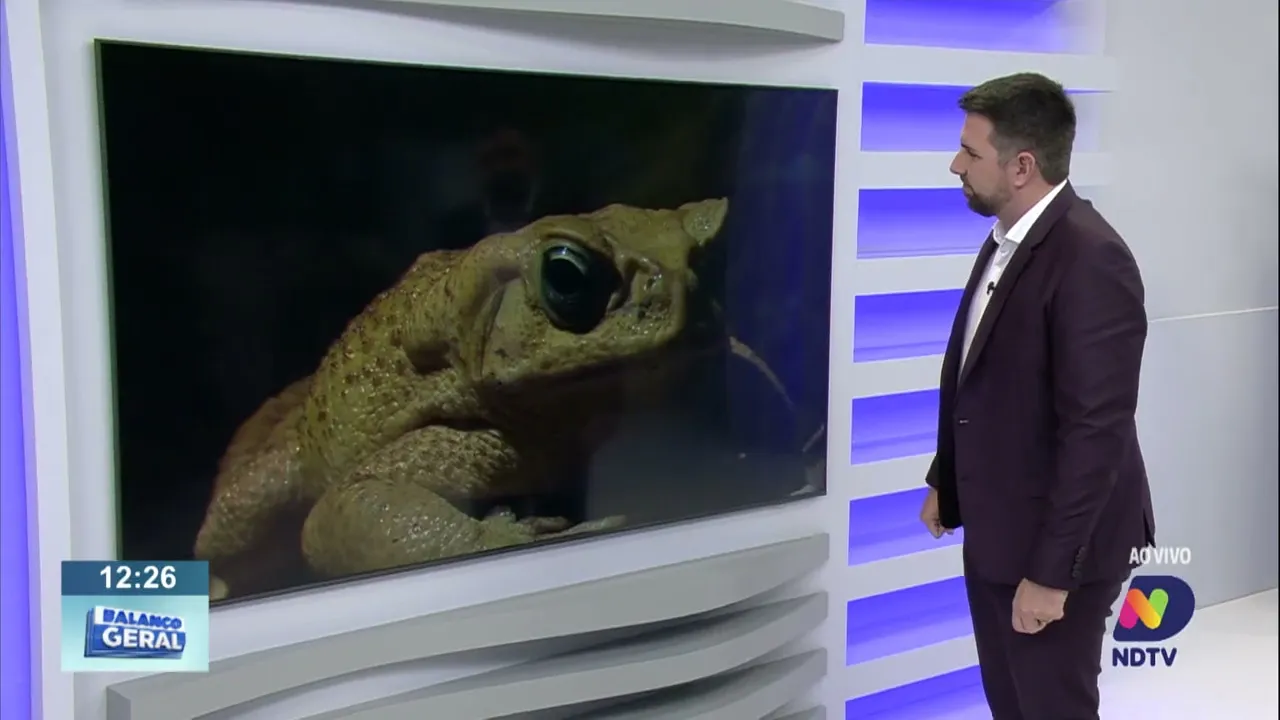 Meu Amigo Animal: a importância dos sapos no controle de insetos e doenças