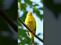 Download Lagu Suara Kenari Juara Master – Bikin Kicau Cepat \u0026 Berguling Kasar #burung #kenarigacorfullisian