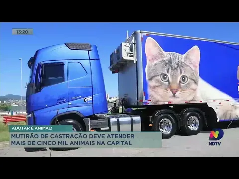 Mutirão de castração deve atender mais de cinco mil animais em Florianópolis