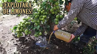 TU LIMONERO, Lograra una GRAN floración y fructificación y plantas Ornamentales, hortalizas 