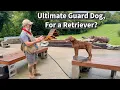The Guard Dog You Weren t Expecting The Chesapeake Bay Retriever