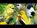 Download Lagu suara pikat semua jenis burung burcil paling ampuh durasi panjang 1 jam full