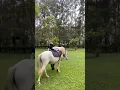 Download Lagu HORSE RIDING IN KIGALI : #rwandatravel #shortsfeed