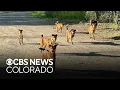 Abandoned dogs in Colorado up for adoption