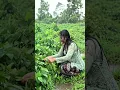 Download Lagu Panen Sayur Buncis di pagi hari bersama suara hujan yang indah #buncis #asmr #rainyday #villagelife
