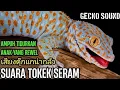 Lagu SUARA TOKEK, SUARA TOKEK PENGANTAR TIDUR, SUARA TOKEK ASLI, GECKO SOUND, Cicak cicak di dinding