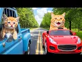 Download Lagu Live 🔴 Mama Cat Trims Fur on the Farm and Makes Tiger Hat For Kittens At Home🐾🎩🐯