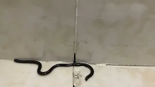 Tiny Black blind Snake Found Inside House Near Garden — Is It Dangerous?