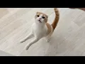Download Lagu 甘えんぼ猫をひとりぼっちでお留守番させたら帰宅後にこうなっちゃいました…