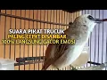 Lagu Trucuk BETINA memanggil Jantan Suara Birahi Ngecuplik 100% pancingan trucukan gacor agar BUNYI EMOSI