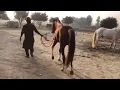 Horse Mating Donkey - Donkeys Breeding