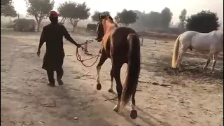 Horse Mating Donkey - Donkeys Breeding