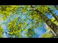 Relaxing Spring Ambience - ASMR