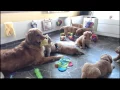 Golden Retriever Puppy Cam Live Stream