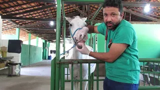 Semiologia Veterinária - Exame físico Geral (Horse clinical examination)