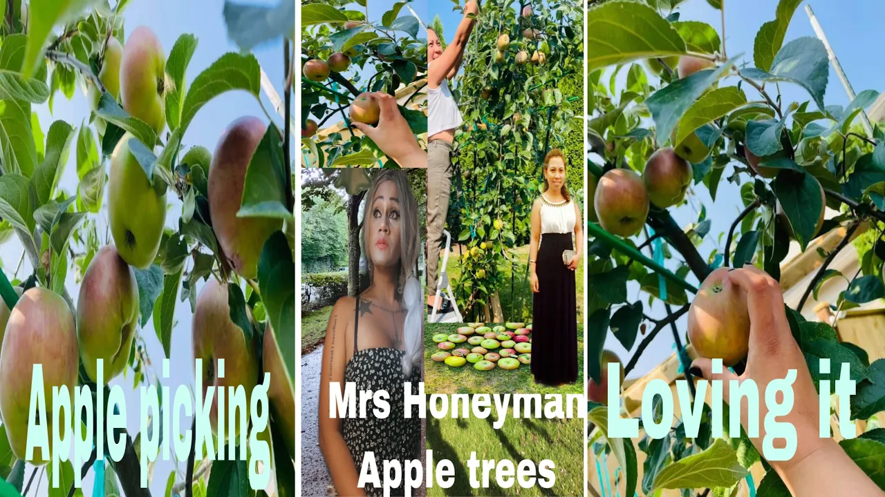 Only in my dreams before now it’s happening  snow white Apple picking in Langley Bc  #shorts