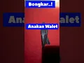 Download Lagu Ternyata ini dia trik mempertahankan anakan walet