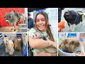 PET EXPO 2026 Exotic Animals Petting Zoo Farms Dog Shows Reptiles I held a 60 lbs snake