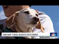 Download Lagu Missing service dog Bam Bam found safe, reunited with owner
