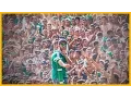 Download Lagu Curva Sud Casablanca : 700KM!
