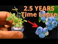 Download Lagu Growing Blueberries from Seeds to BERRIES Time Lapse