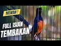 Download Lagu MURAI BATU GACOR FULL ISIAN TEMBAKAN KASAR MEWAH SANGAT AMPUH MENAIKKAN EMOSI MURAI BATU MANAPUN
