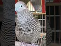 Download Lagu Burung Perkutut Lokal Bernyanyi Dengan Suara Paling Ampuh Untuk Memikat Semua Perkutut