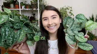 Scindapsus Pictus Full Care Guide Propagation Exotica vs Argyraeus
