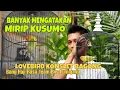 Lagu inilah Lovebird Konslet BAGONG Yang Banyak Mengatakan Mirip Lovebird Kusumo