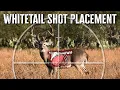 Whitetail Deer Shot Placement - From a Pro Guide