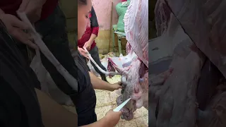 معلم الممبار شط الكرش و المافحه القوه طريقه فتح بطن عجل بطريقة احترافيه استخراج العفش من العجل جاموس 