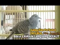Download Lagu Perkutut Lokal GACOR suara Besar Ampuh memanggil Lawan EMOSI MANGGUNG PANCINGAN PERKUTUT LOKAL