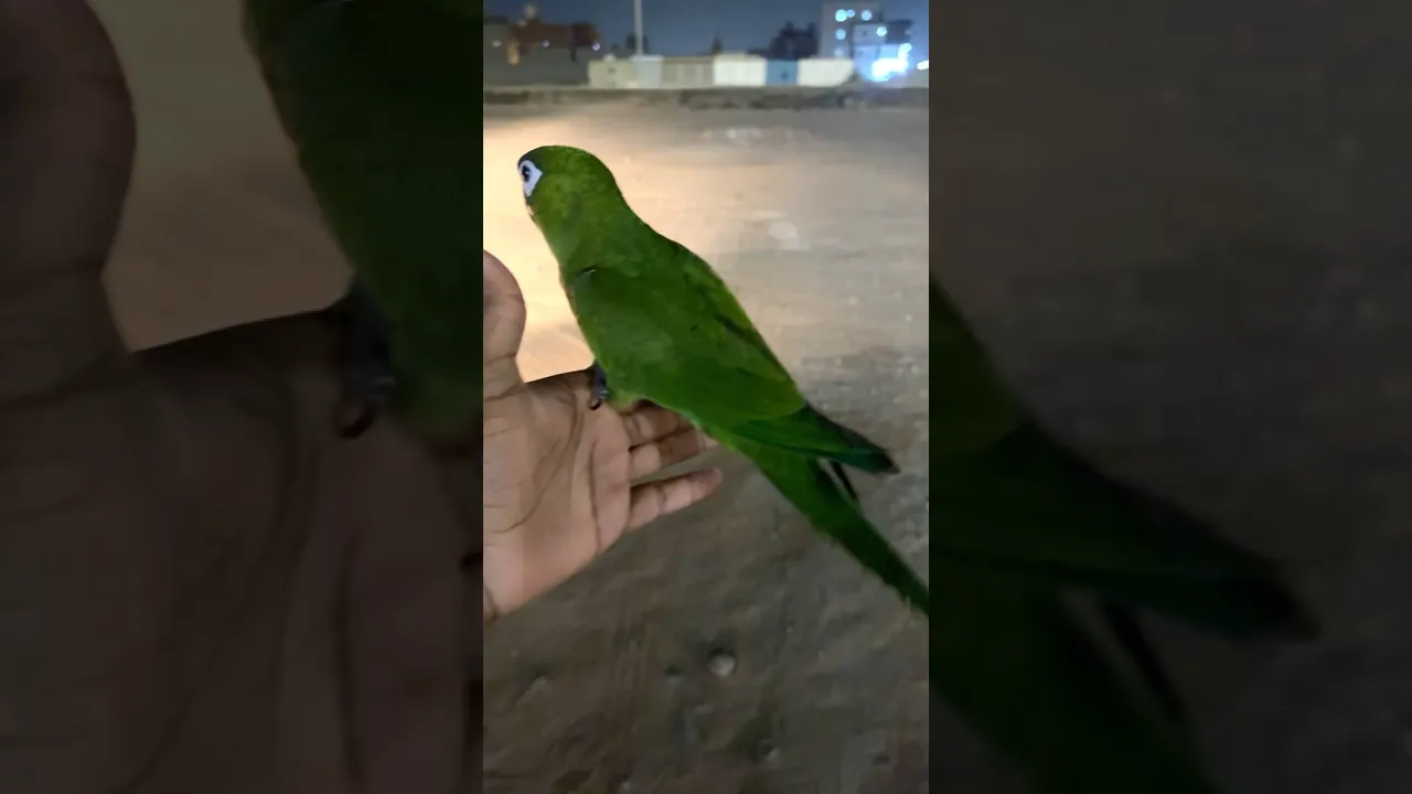 هدد خارجي ليلي